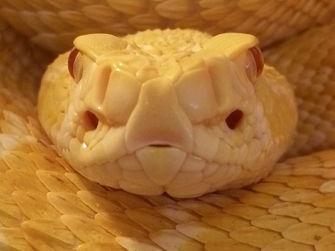 The Venom Pit Snake Park-东伦敦必去景点