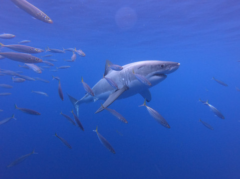 Islander Charters Inc-圣地亚哥必去景点