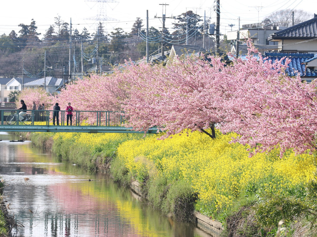 Aogeborigawasoi Kawazu Sakura景点图片