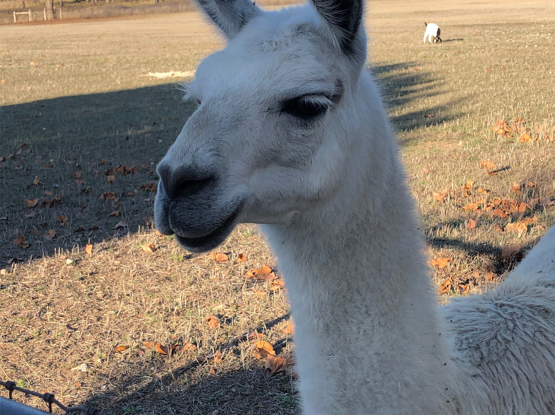 Singing Water Vineyards-Comfort必去景点
