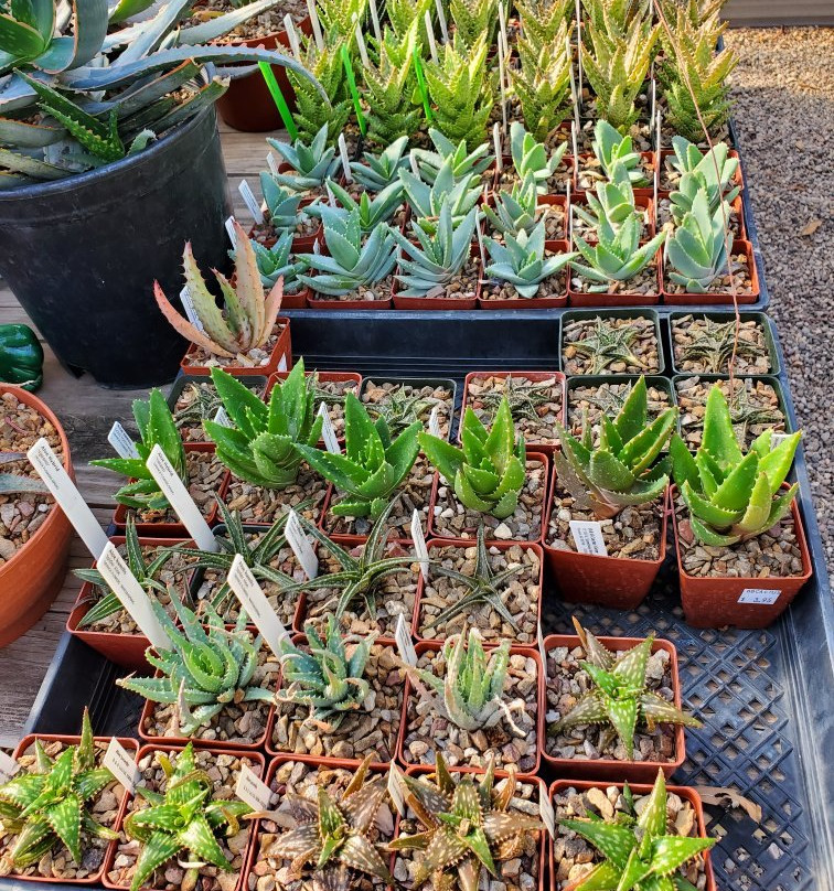 B & B Cactus Farm-图森必去景点