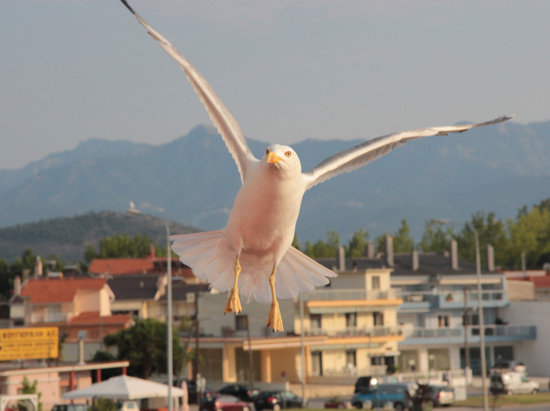 Thassos Port-Thassos Town (Limenas)必去景点