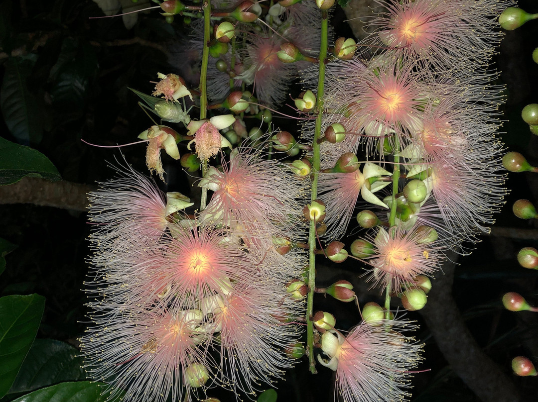 Majin No Tsubo主图