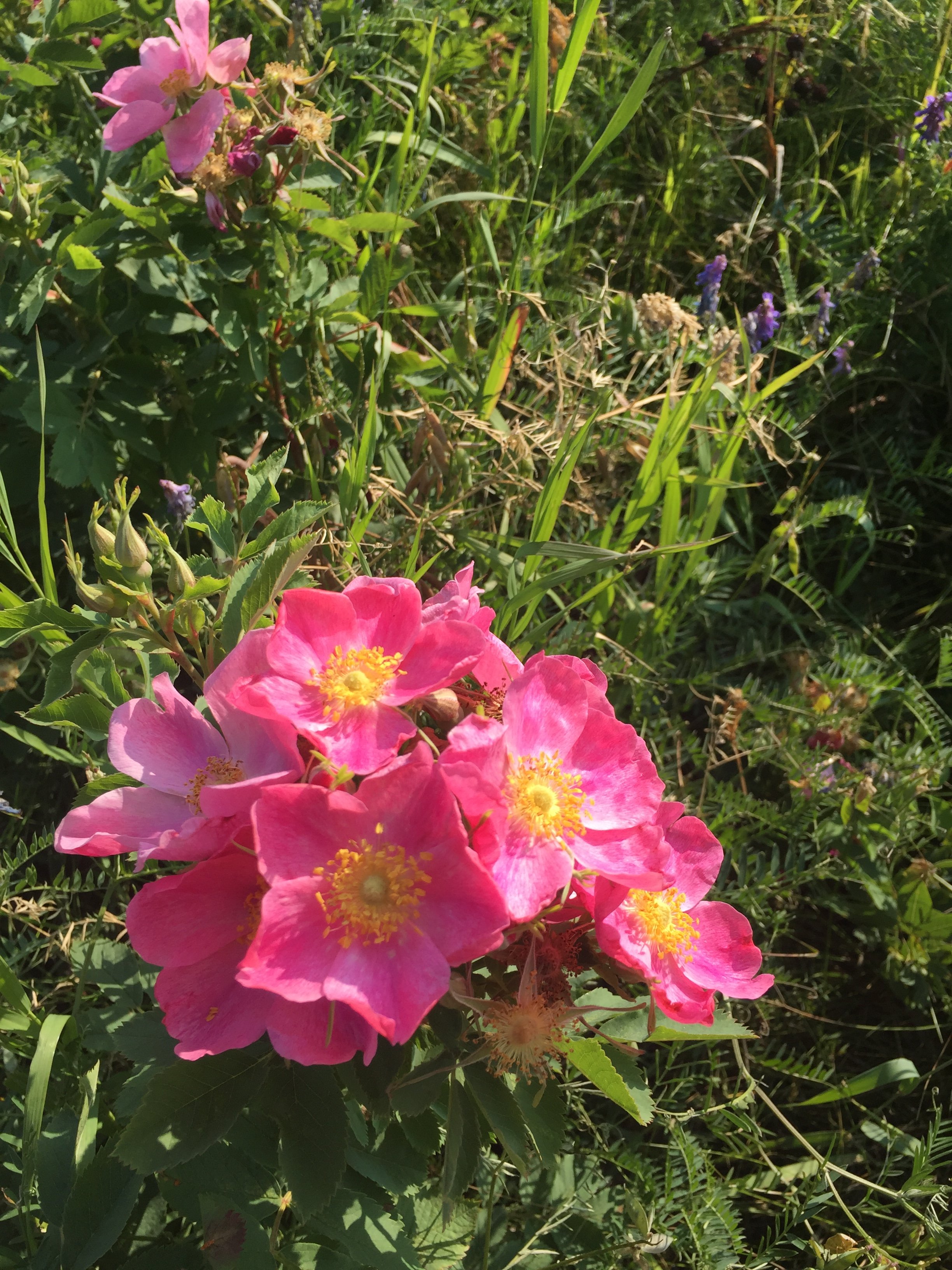 Wild Rose Guest Ranch-portrait