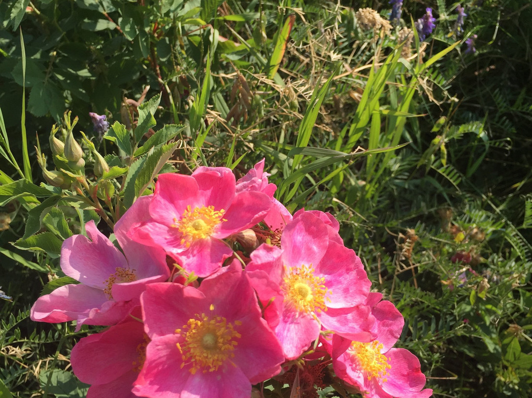 McLennan酒店住宿-Wild Rose Guest Ranch