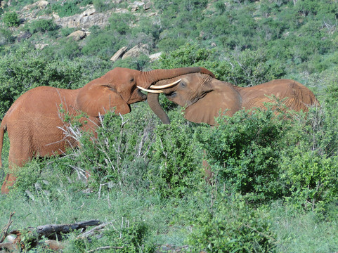Ogutu Safari-马林地必去景点