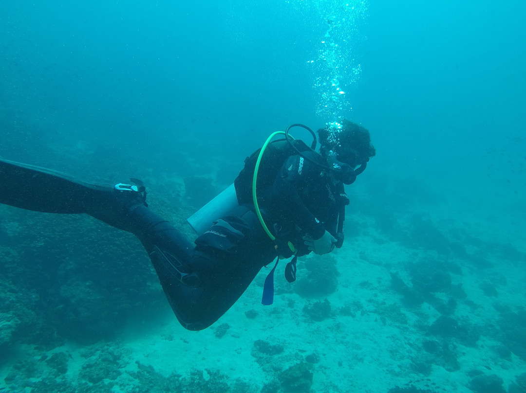 Octopus Diving Center景点图片