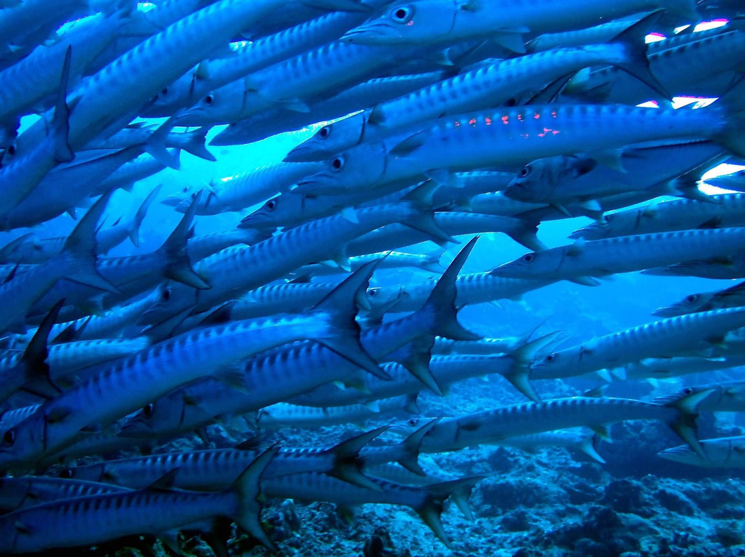 Sangalaki Resort主图