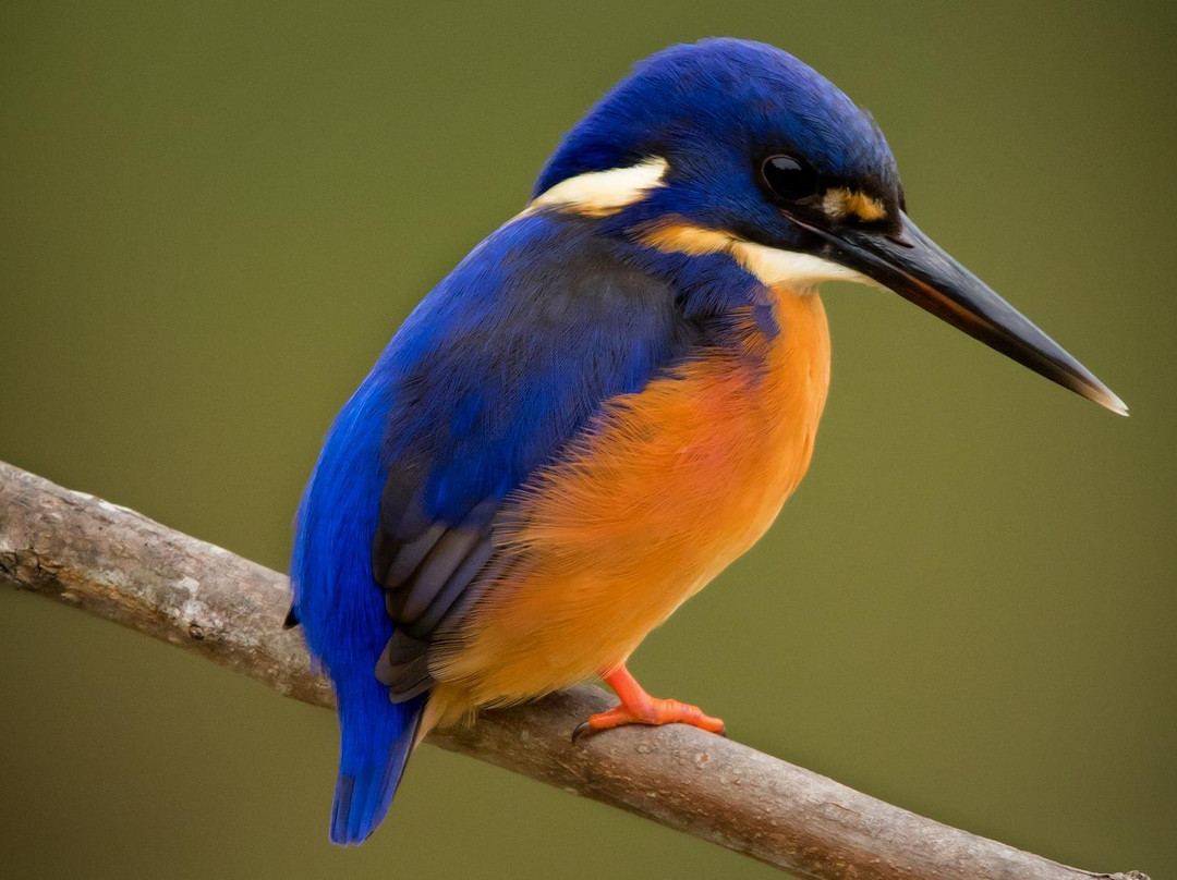 Goulburn River Scenic Drift Boat Trips-Alexandra必去景点