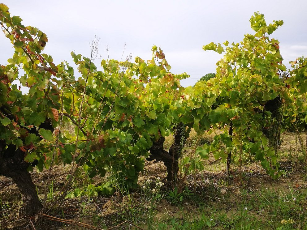 Arnoux et Fils Vignerons景点图片
