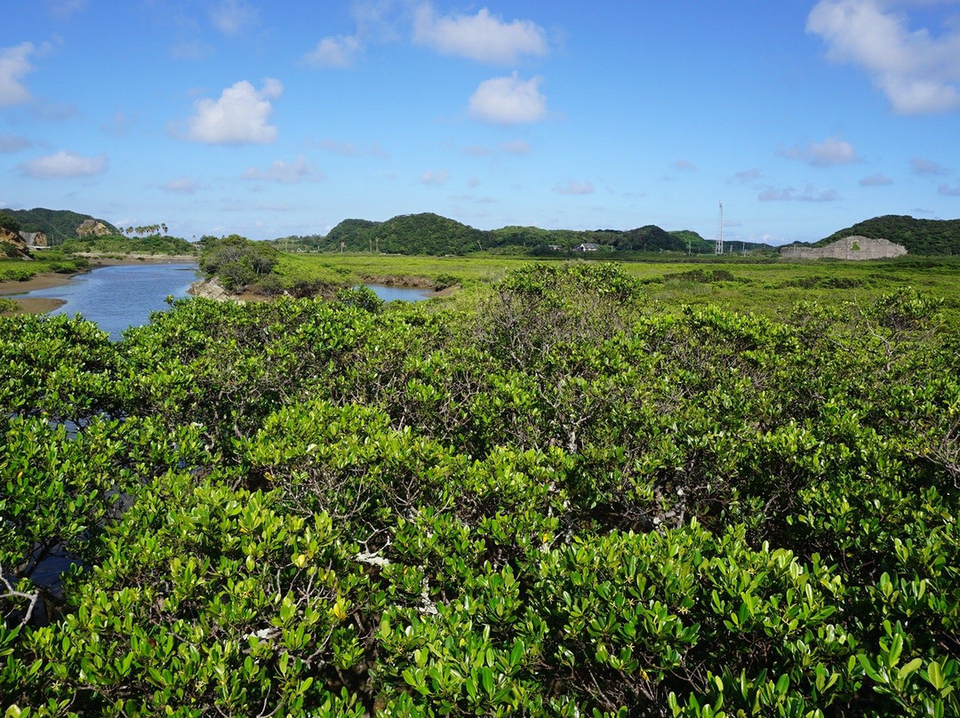 Tanegashima Mangrove Park景点图片