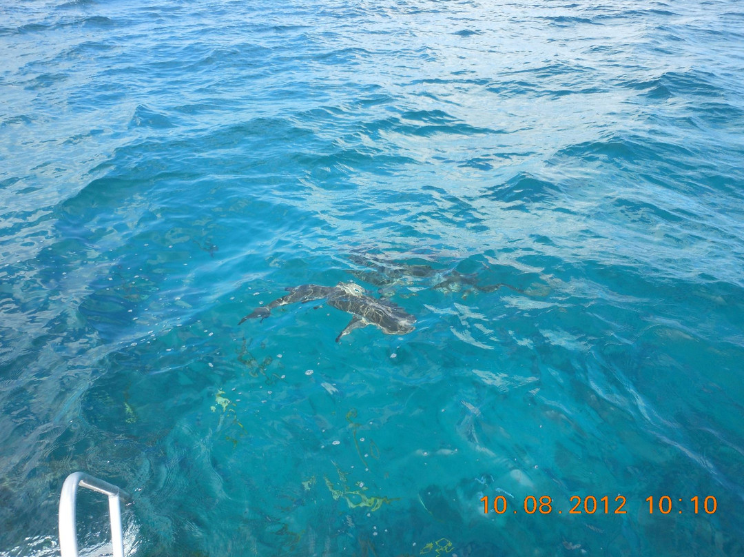 Stuart Cove's-拿骚必去景点