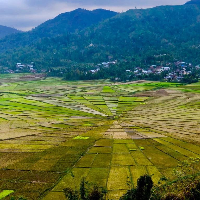 Lingko Spider Web Rice Fields - Walking Tours景点图片