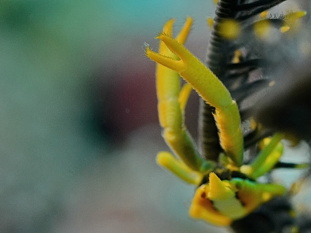 Tubod Marine Sanctuary景点图片