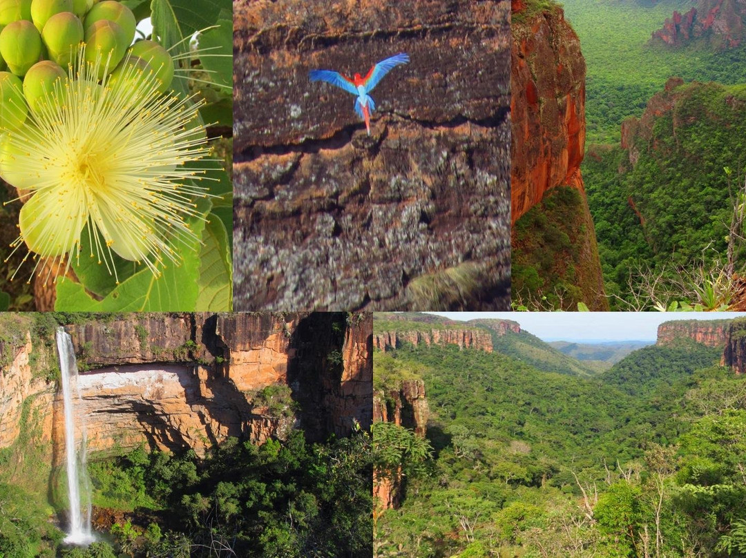 Biodiverse Brazil Tours