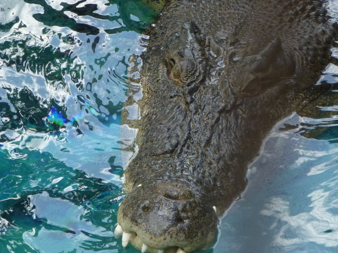 Crocosaurus Cove景点图片
