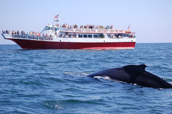 Cape May Whale Watcher景点图片