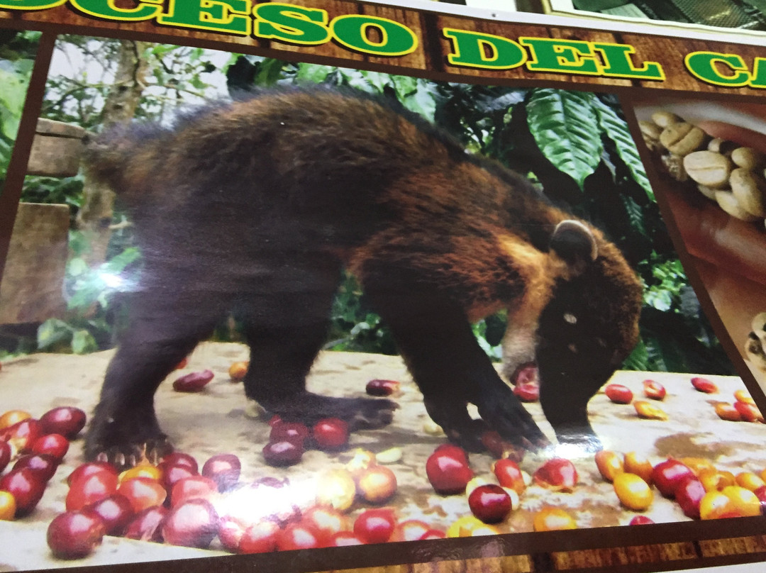 Selva Sur Coffee-Pucara必去景点