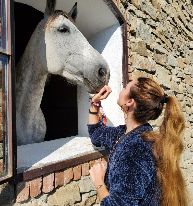 Villa Abbatis Equestrian Center景点图片