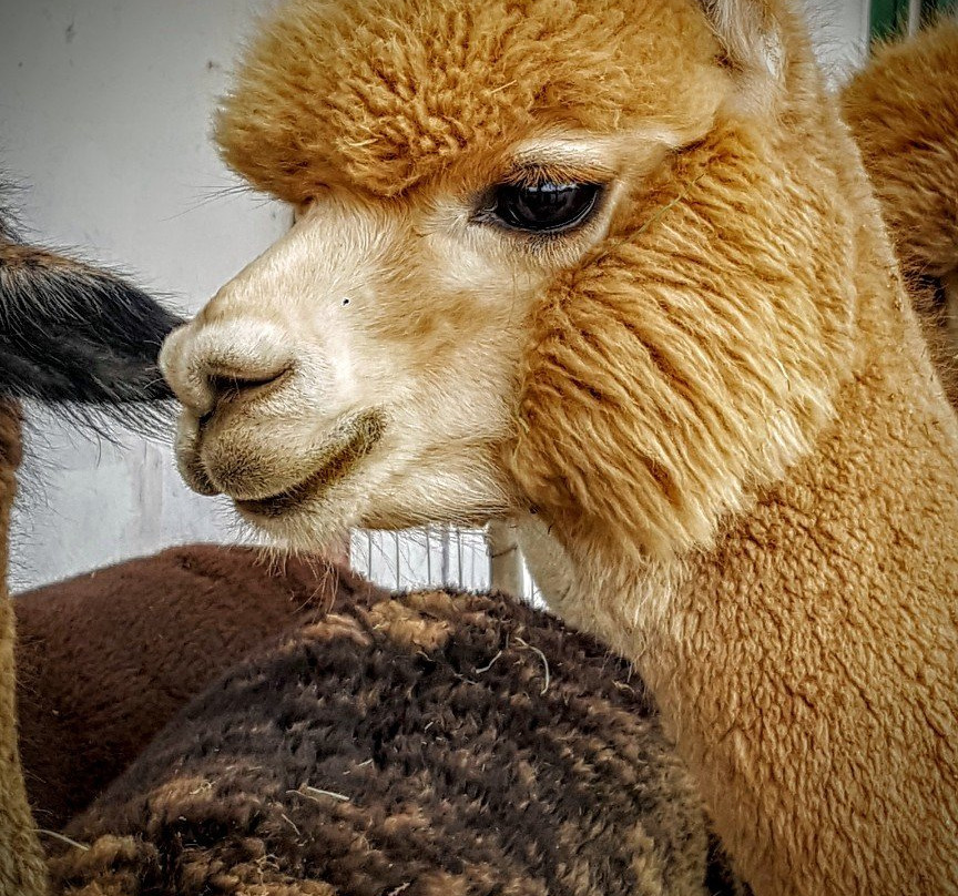 Diamond Valley Alpacas-赫米特必去景点