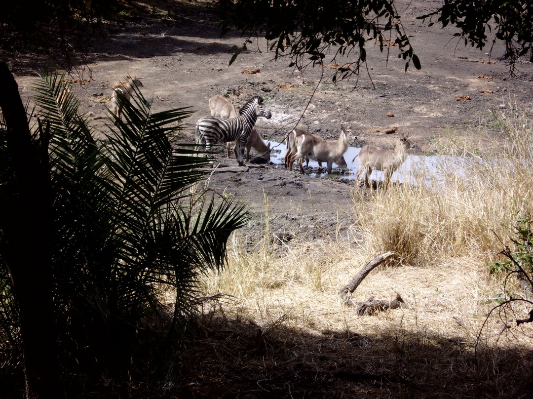 Hamiltons Tented Camp主图