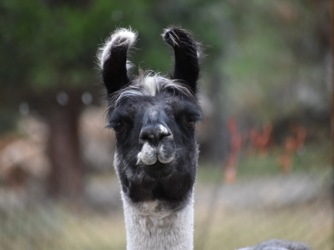 Badger Run Wildlife Rehab-克拉马斯福尔斯必去景点