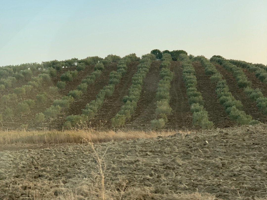 Azienda Agricola Silvia Sillitti主图