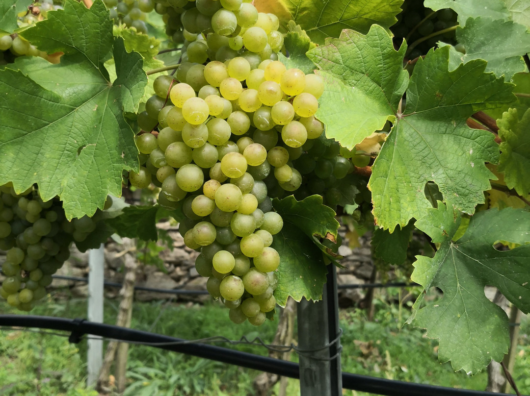 Weingut Bohmer-都恩石必去景点