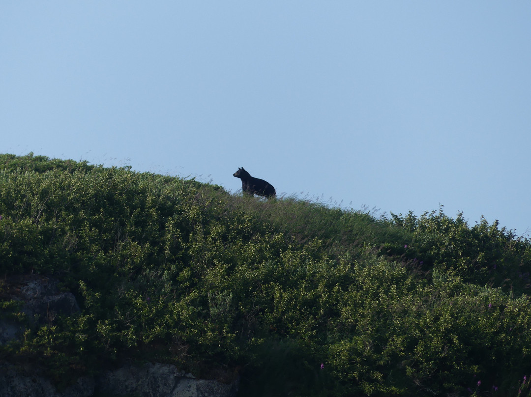 Kenai Backcountry Adventures-苏厄德必去景点