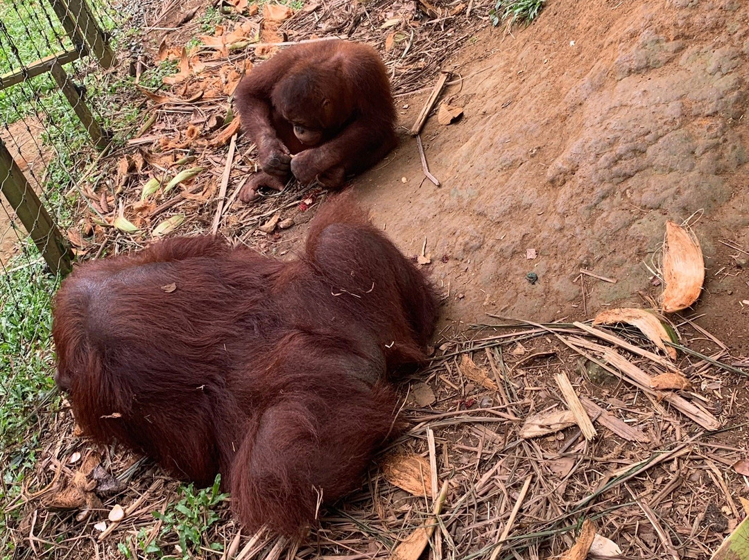 Orang Utan Island-新芒魏必去景点