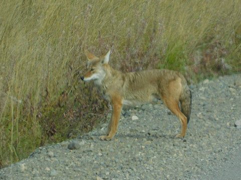 Denali Visitor Transportation System-德纳利国家公园和自然保护区必去景点