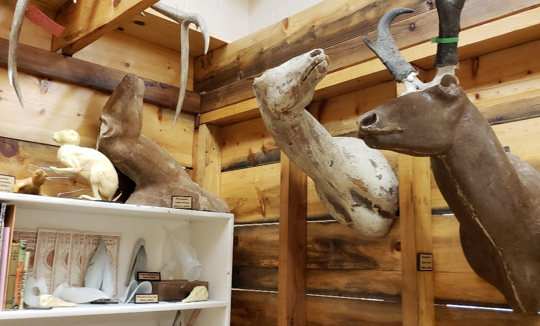 Werner Wildlife Museum-卡斯珀必去景点