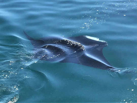 Palm Beach Dolphin Tours-朱庇特必去景点