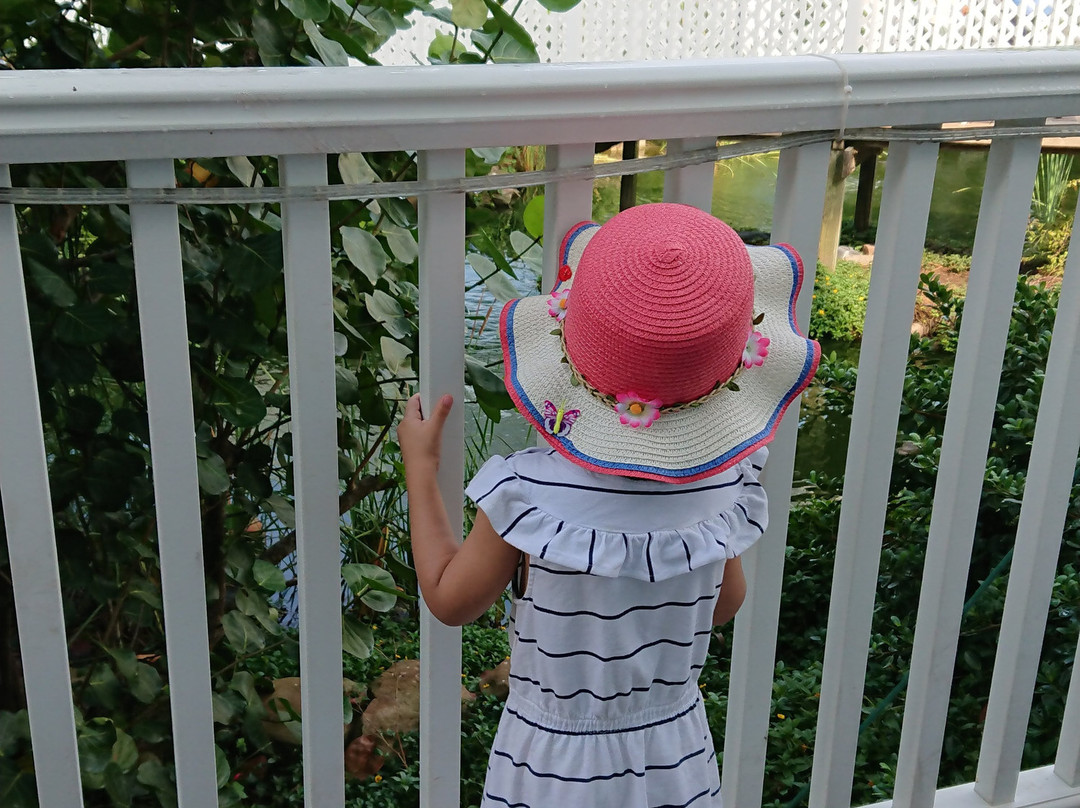 South Padre Island Birding, Nature Center & Alligator Sanctuary-南帕诸岛必去景点