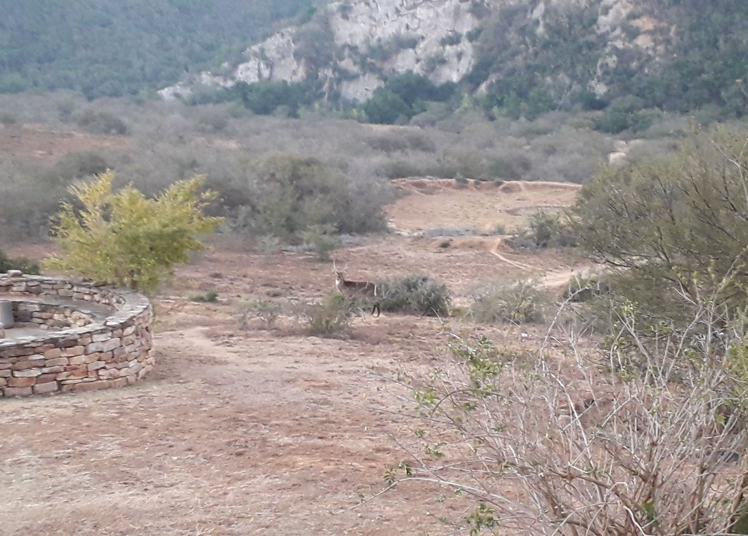 Addo Bush Palace Private Reserve主图