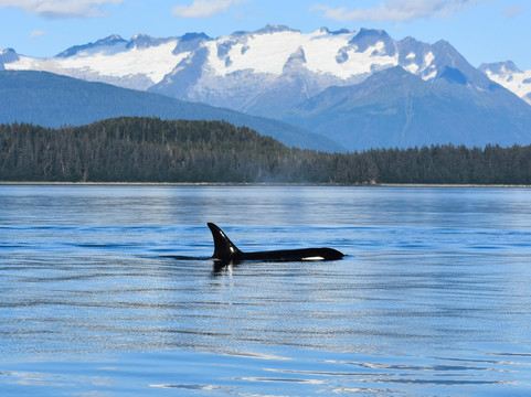 Harv and Marvs Outback Alaska-朱诺必去景点