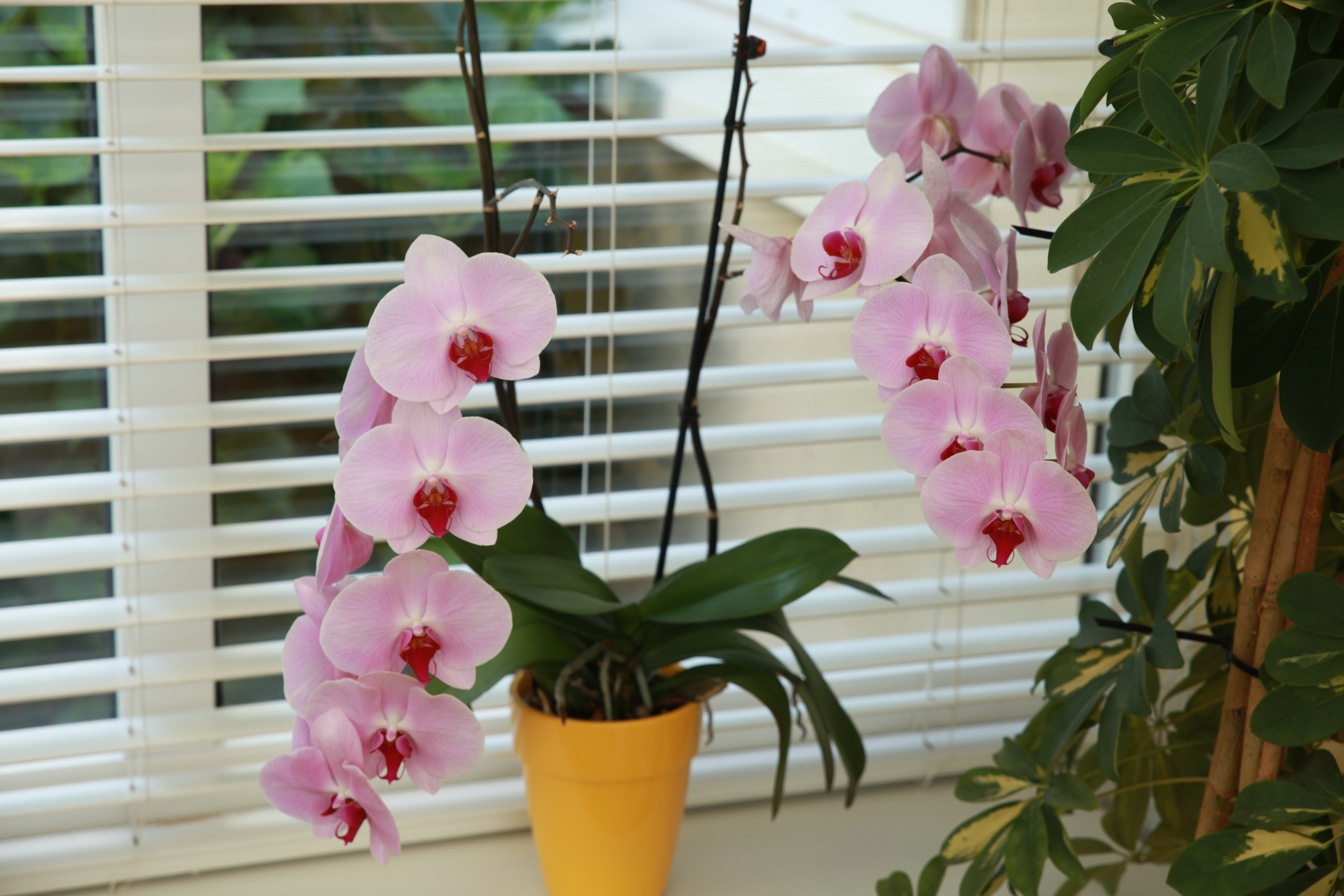 溪流庄园酒店-餐饮