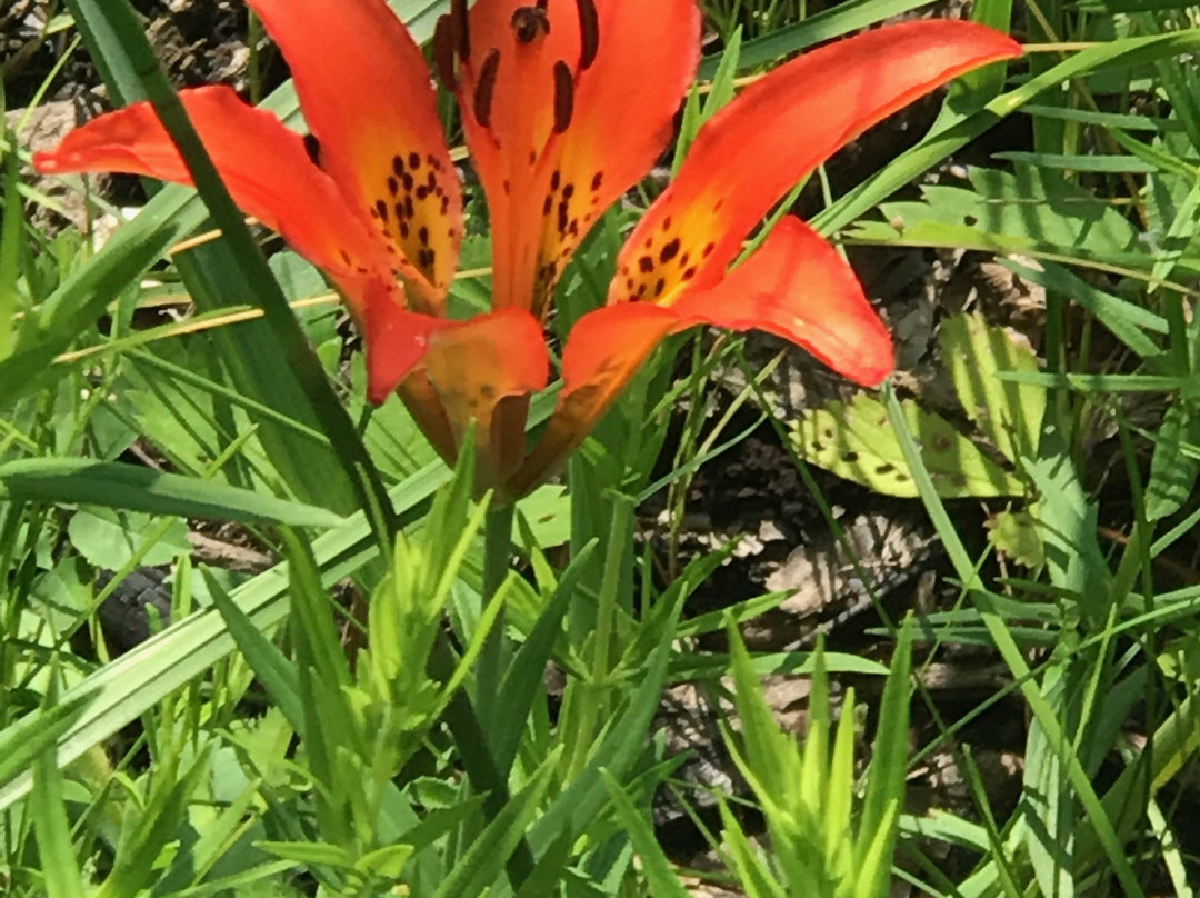 Illinois Beach State Park-Zion必去景点