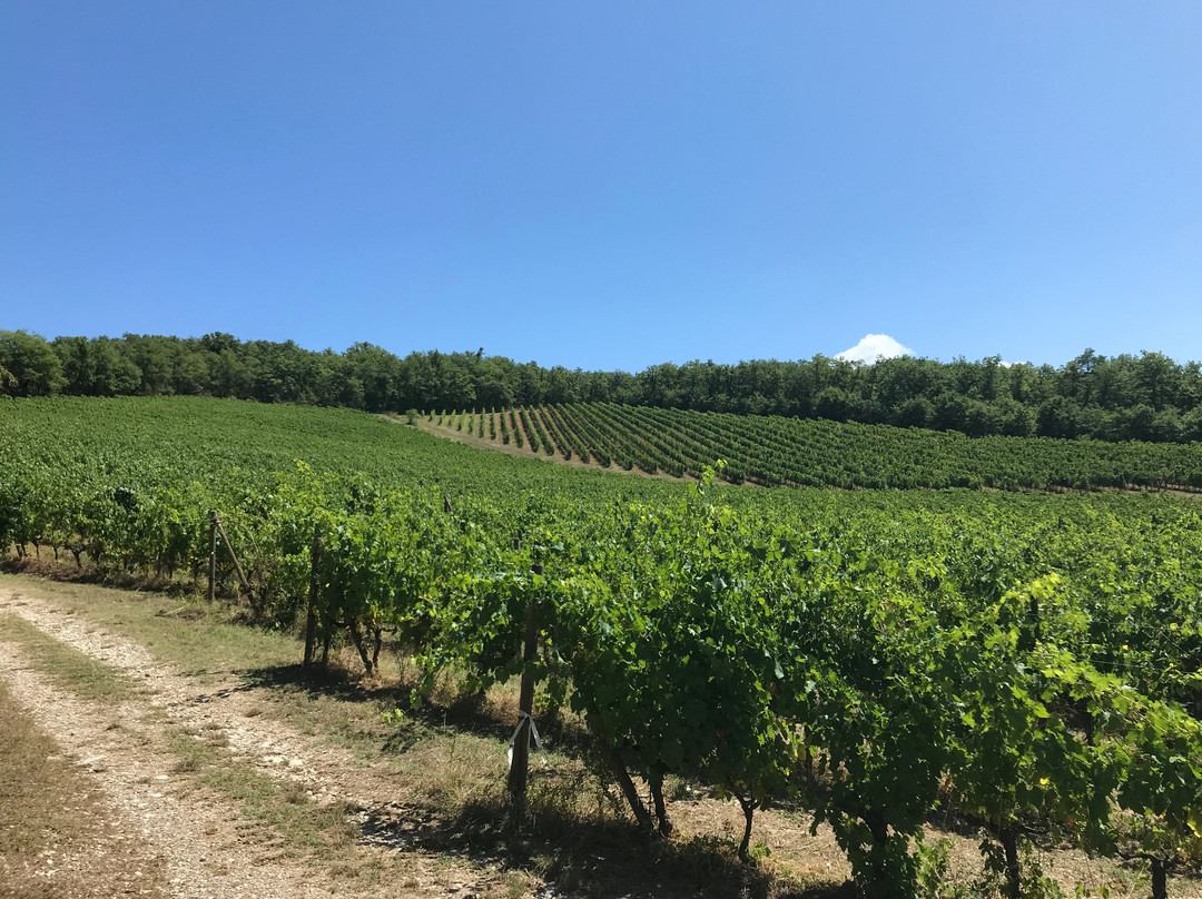 Le Miccine Vineyards And Winery景点图片