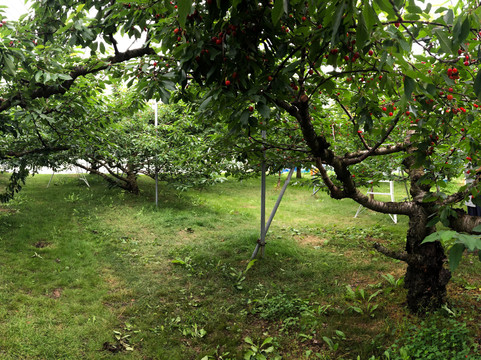 Komachi Orchards-沼田市必去景点