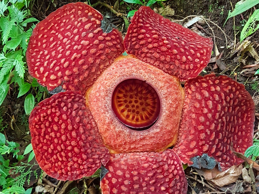 Batang Palupuh Nature Conservation Center (Rafflesia Park)-Palupuh必去景点
