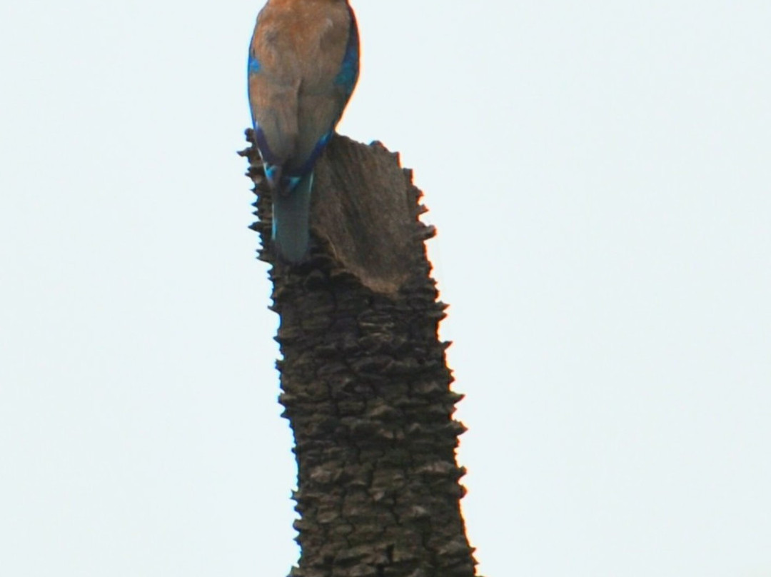 Surajpur Bird Sanctuary景点图片