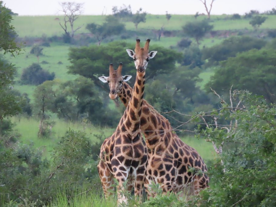 Irembo Africa Safaris Ltd-坎帕拉必去景点