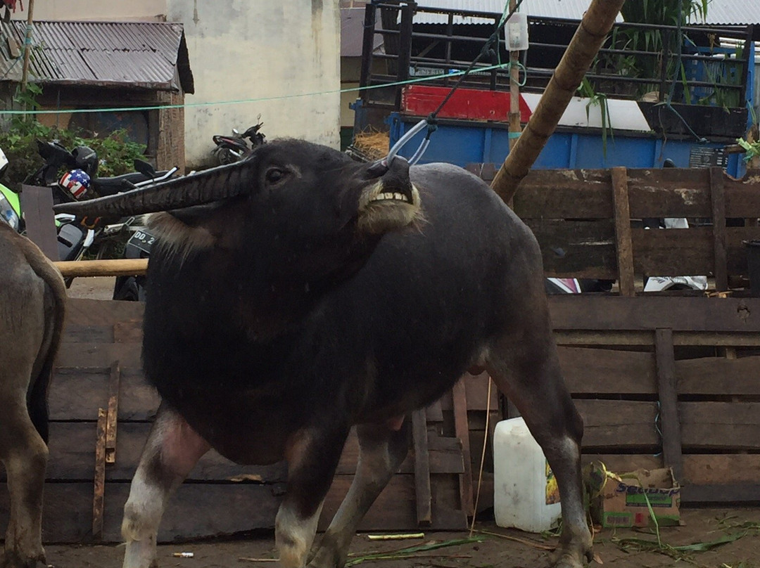 Rantepao Livestock Market景点图片