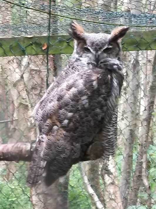 Wallaby Woods Donadea-基尔代尔必去景点