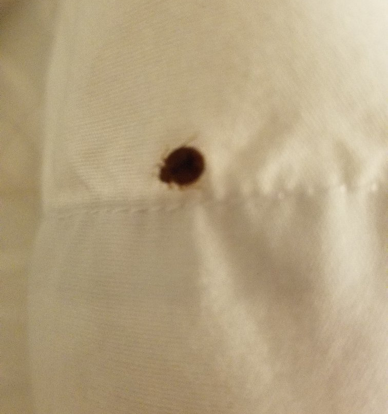 Best Western Toledo South Maumee主图