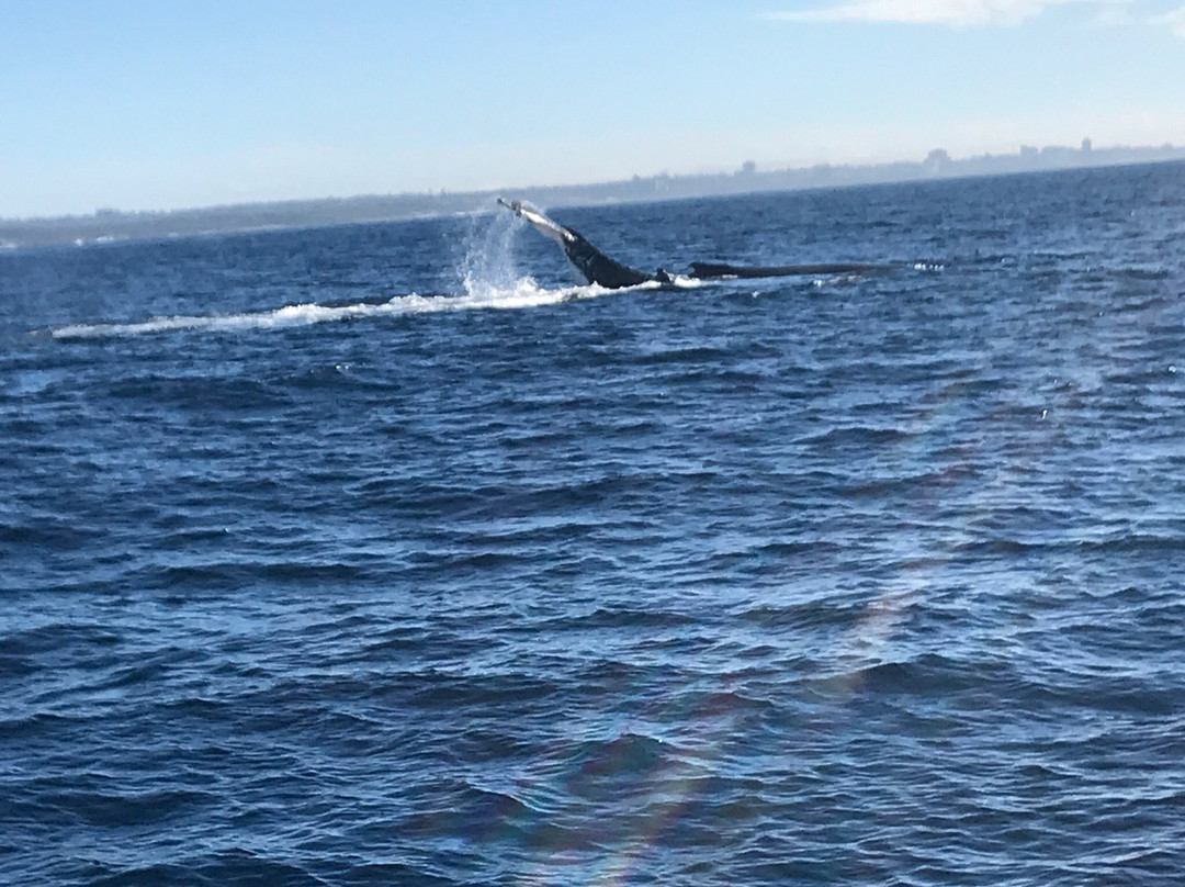 Cronulla Whale Watching-克罗纳拉必去景点