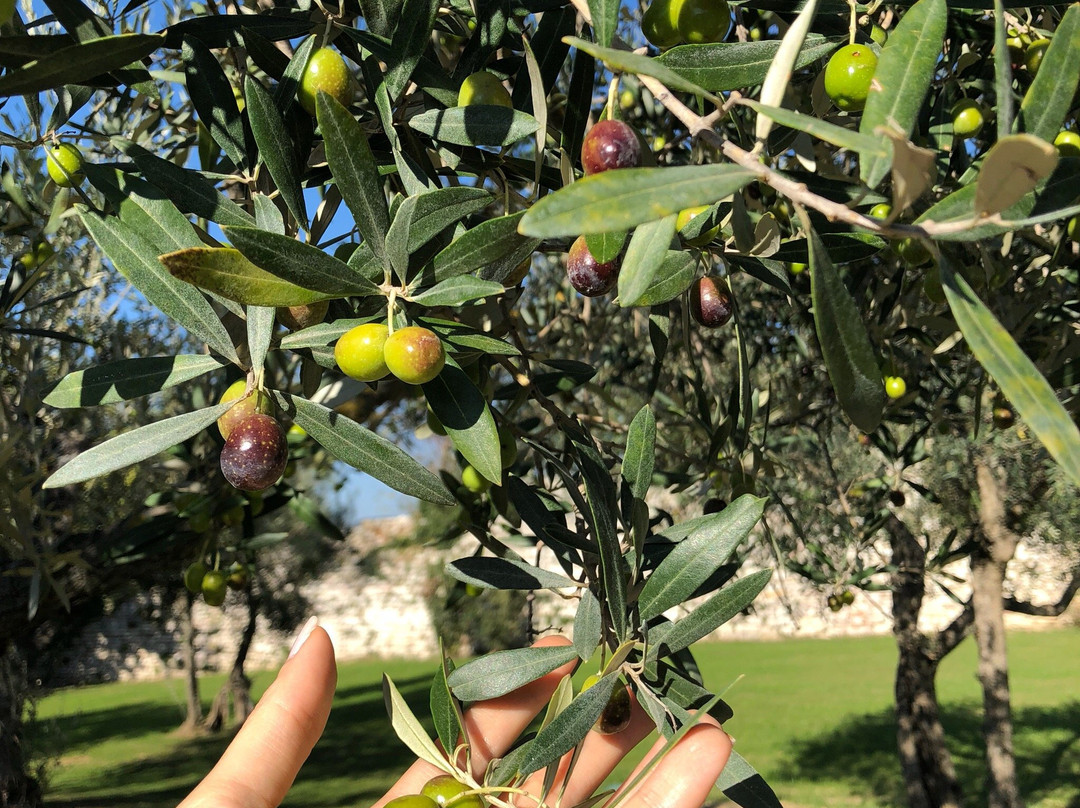Azienda Agricola Corlando Tre