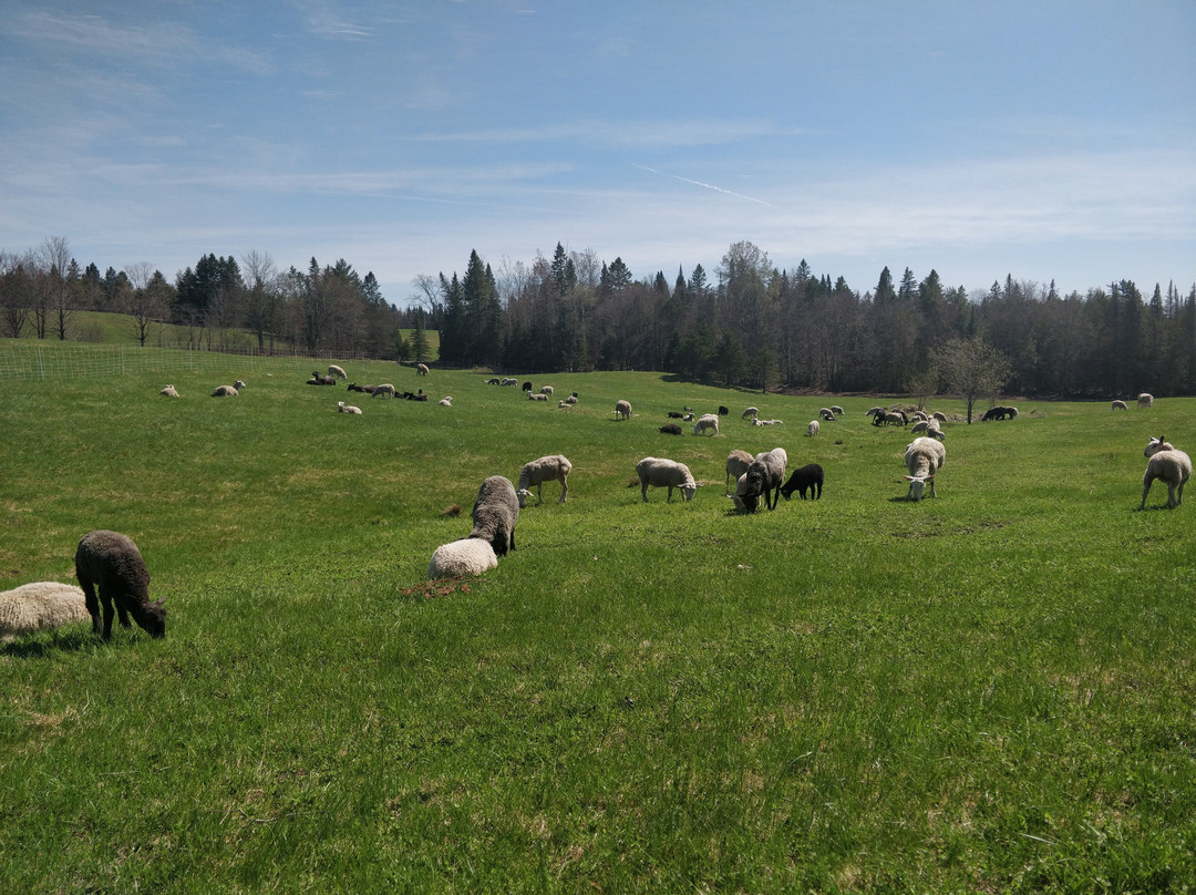 Albany旅游攻略图片