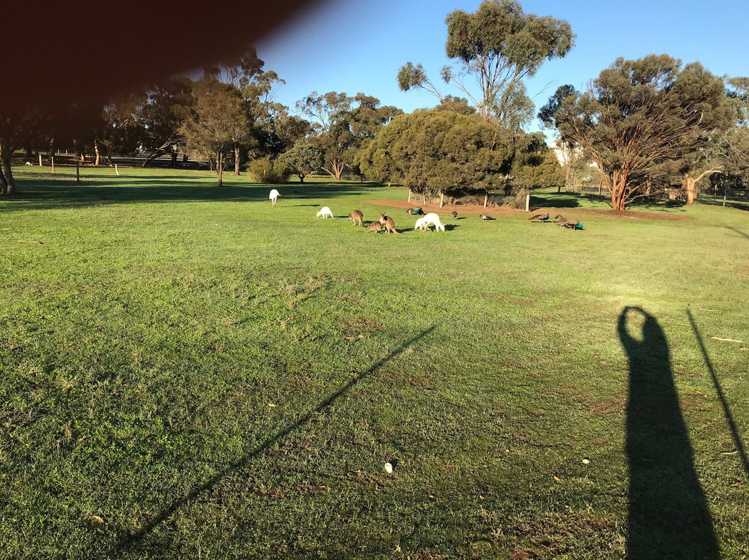 Bordertown Wildlife Park景点图片